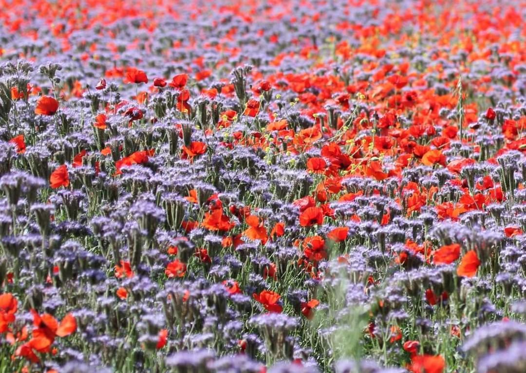Un Po Sul Delta Villa Ariano nel Polesine Dış mekan fotoğraf